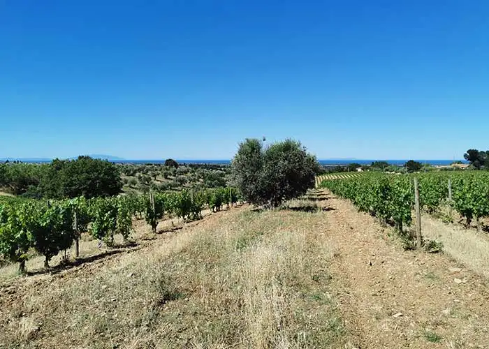 servizi per l'agricoltura e viticultura di precisione
